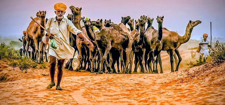 Camel fair